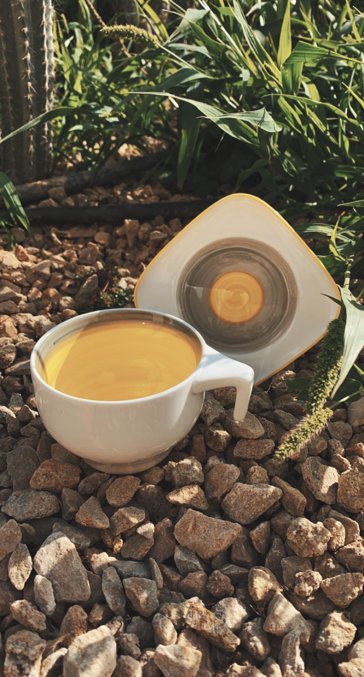 كوب صبار 270 مل - صورة 1