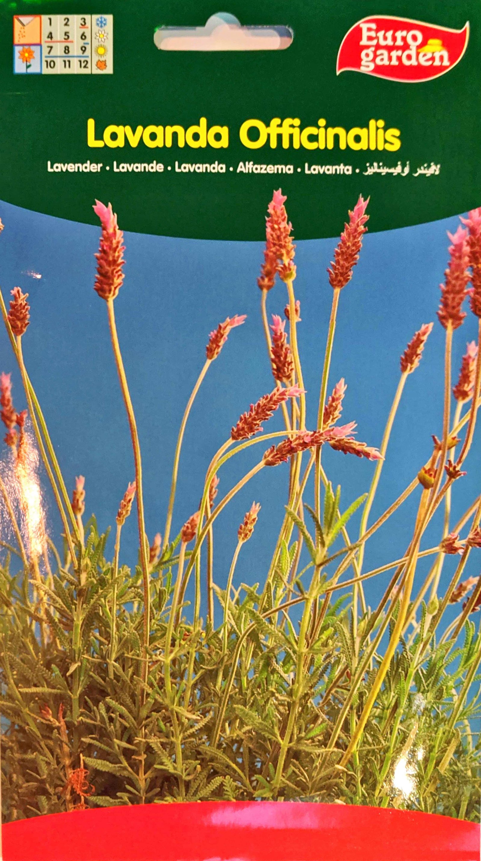  Lavender seeds - Image 1
