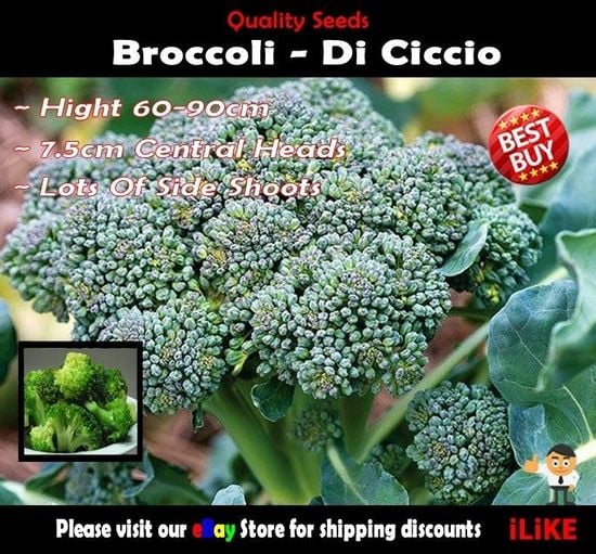 Broccoli seeds zipped - Image 1