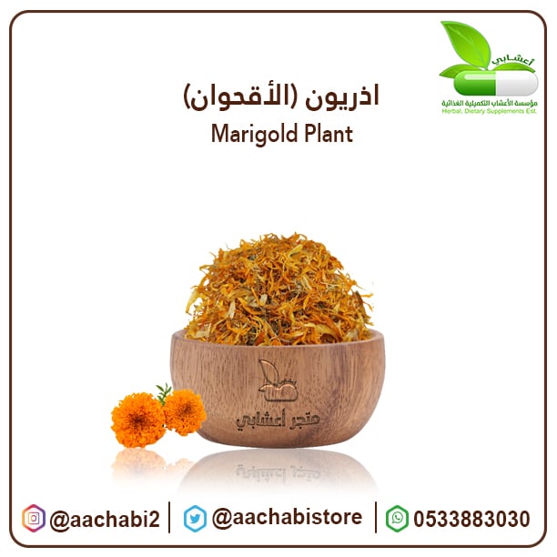 اذريون( الأقحوان ) - صورة 1