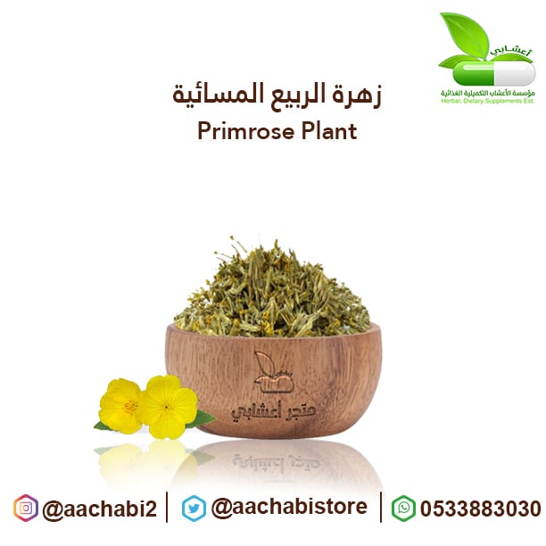 زهرة الربيع المسائية  - صورة 1