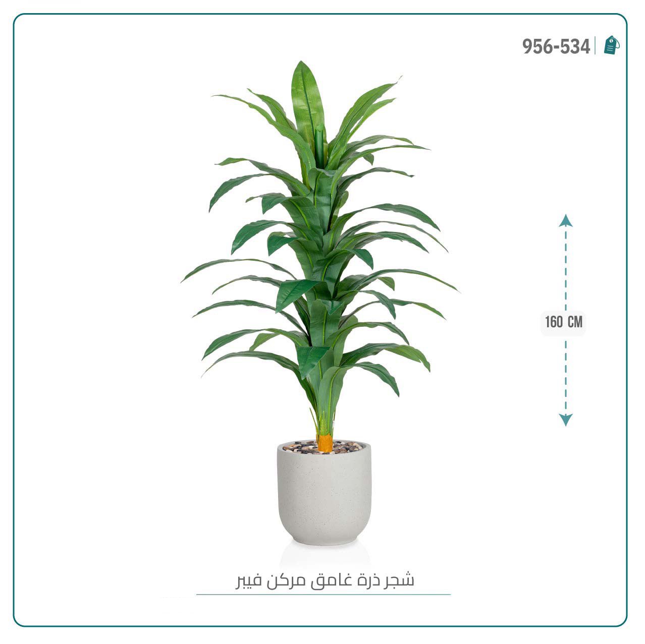 شجرة نبات الذرة { دراسينا } الاصطناعية بحوض فيبر أسطواني - صورة 6