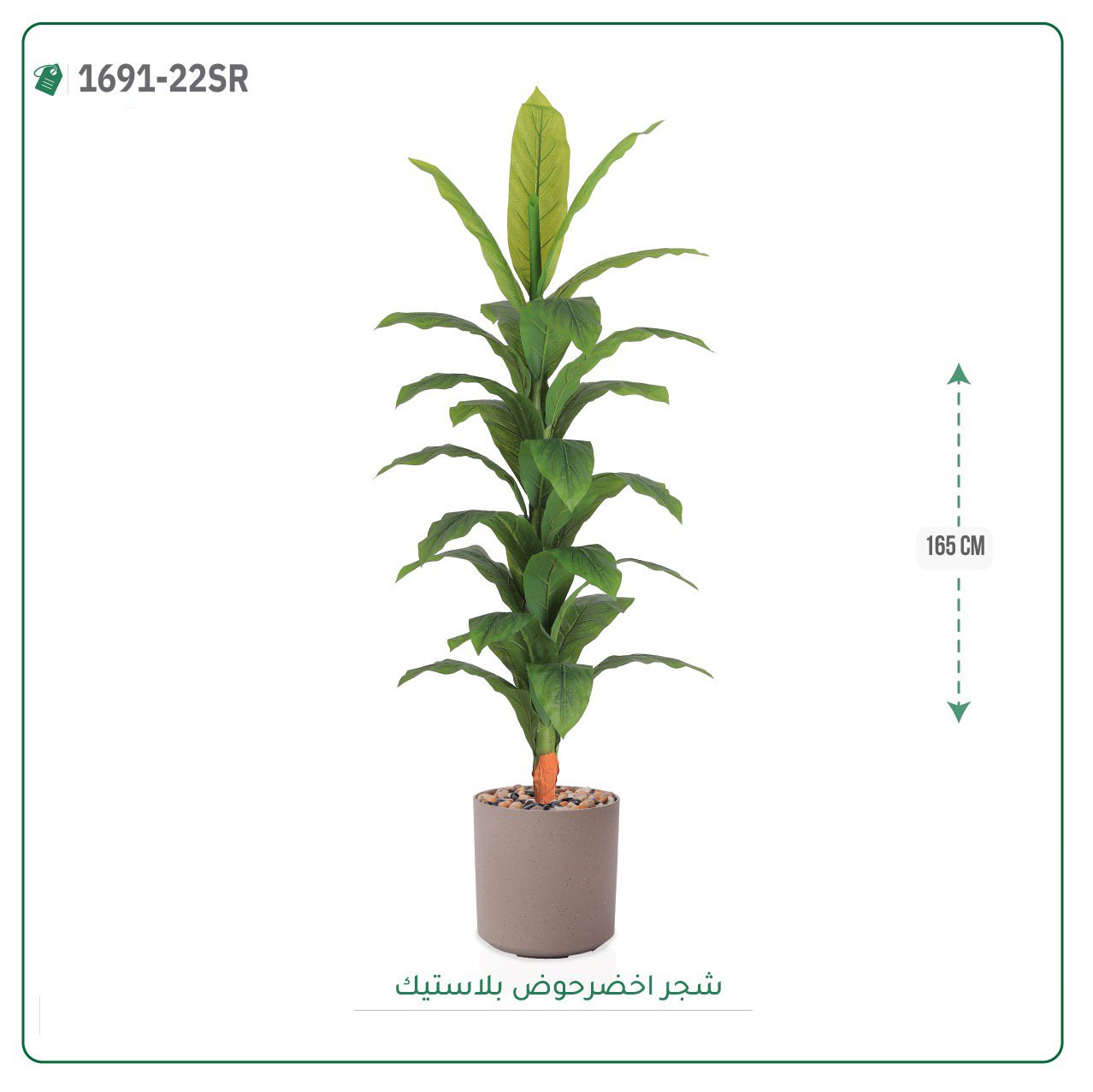 شجرة ورق أخضر وسط بحوض بلاستيك أسطواني - صورة 2