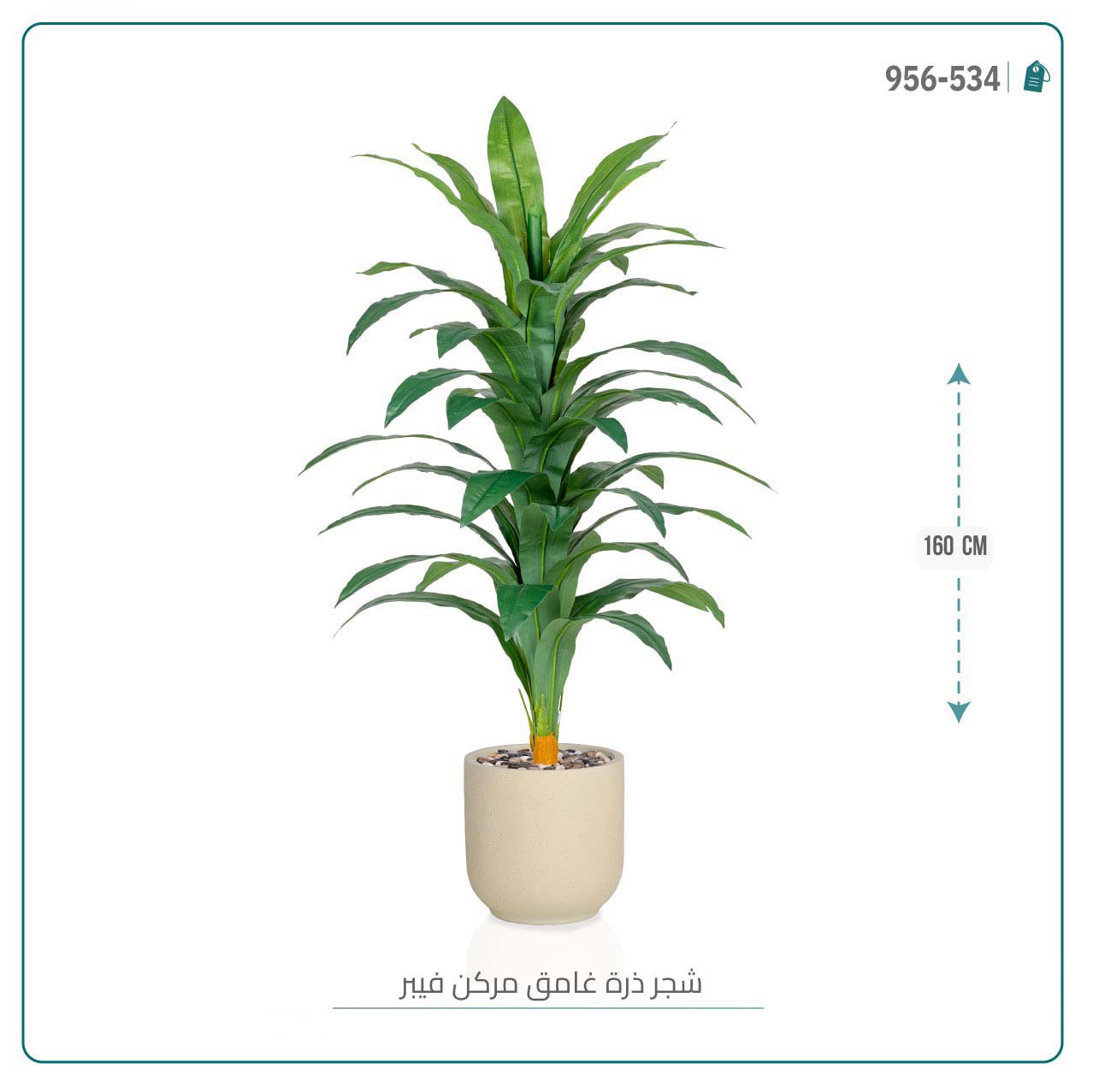 شجرة نبات الذرة { دراسينا } الاصطناعية بحوض فيبر أسطواني - صورة 4