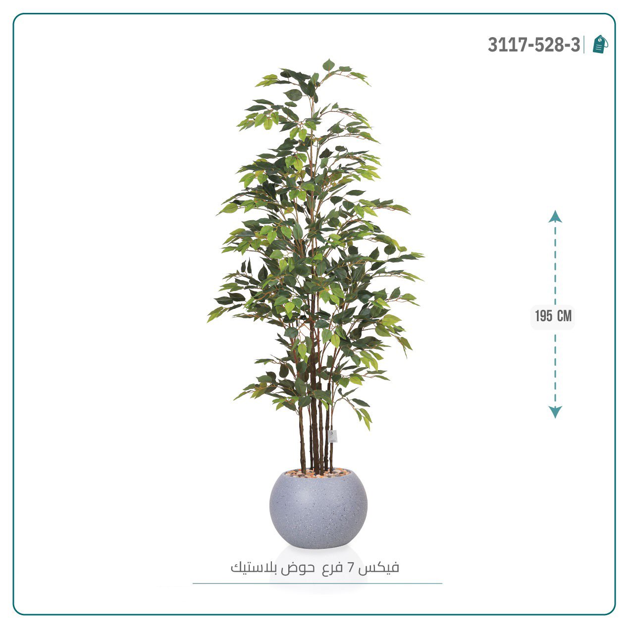 شجرة فيكس (7 فروع) بمركن بلاستيك دائرى { ارتفاع 195 سم } - صورة 4