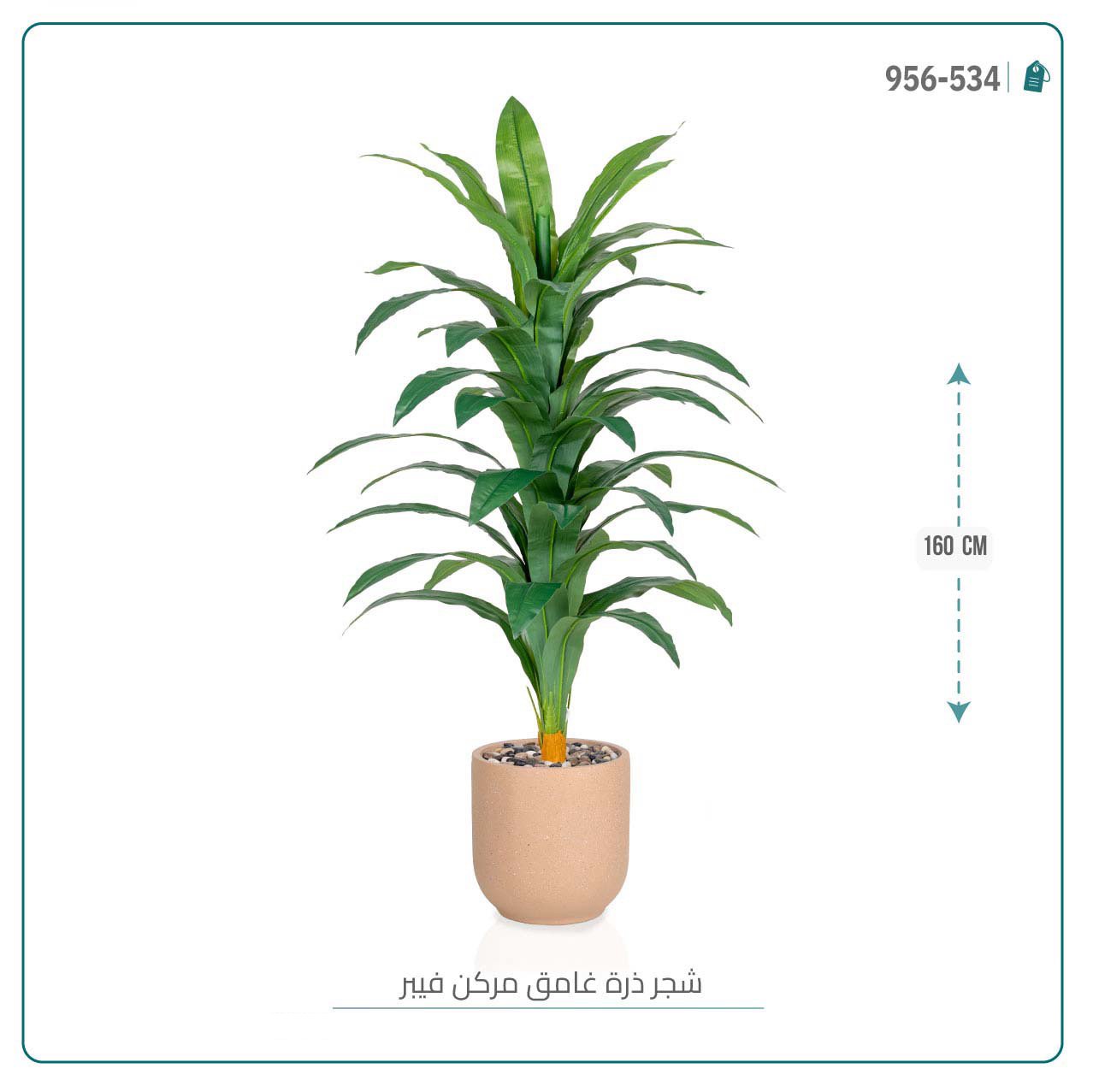شجرة نبات الذرة { دراسينا } الاصطناعية بحوض فيبر أسطواني - صورة 5
