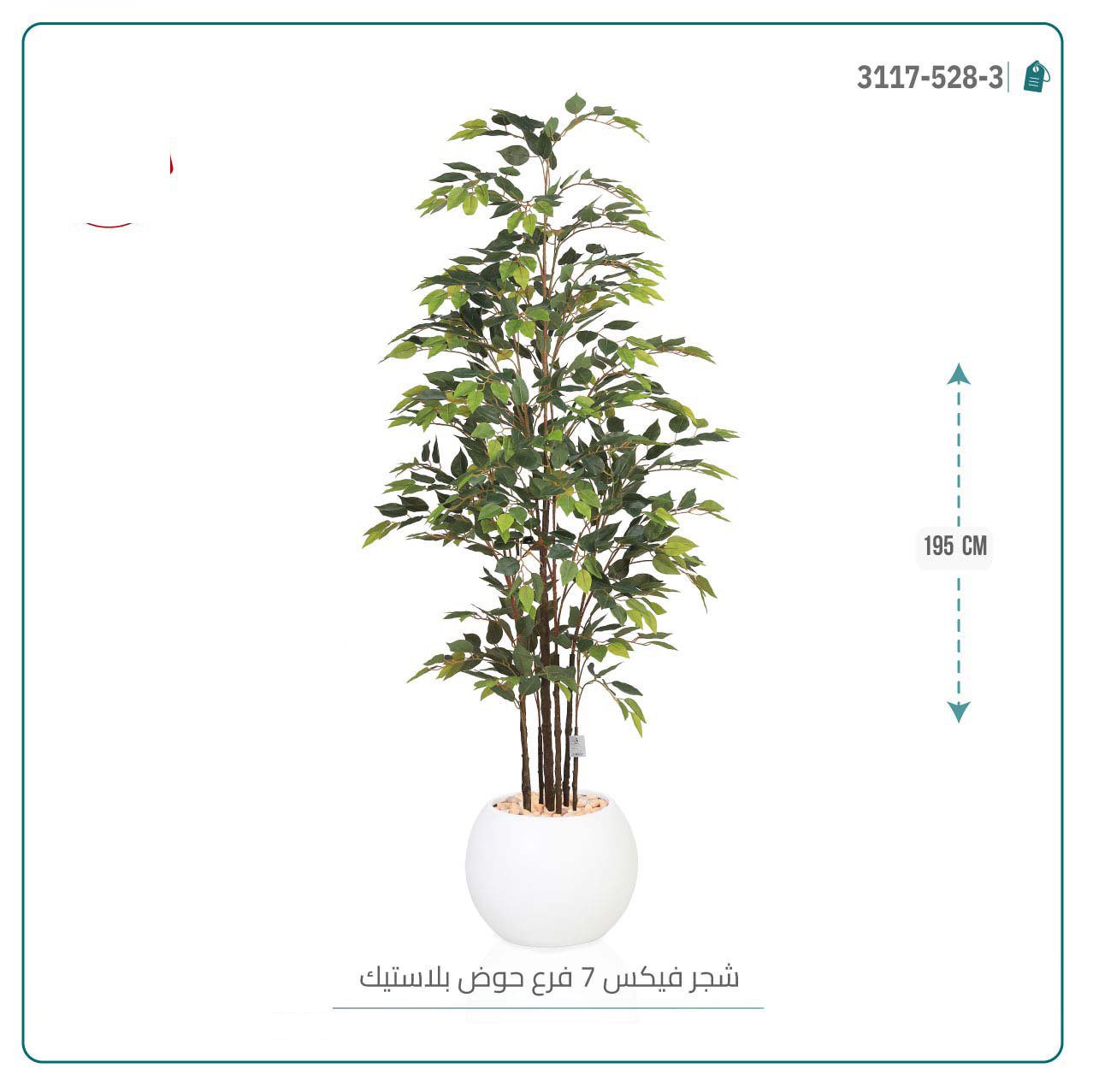 شجرة فيكس (7 فروع) بمركن بلاستيك دائرى { ارتفاع 195 سم } - صورة 2