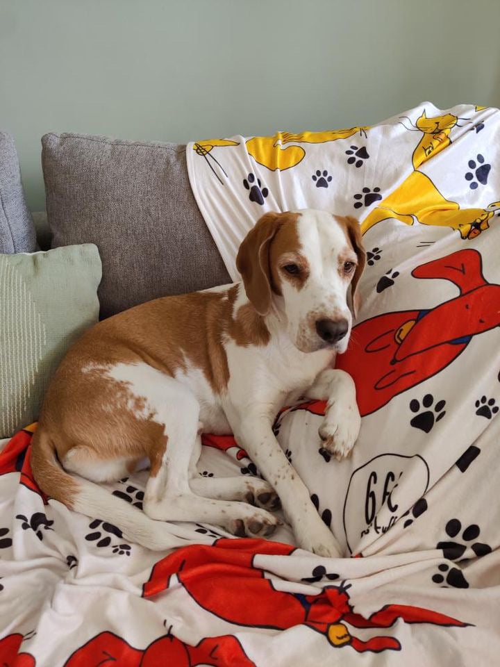 Cozy Blanket  - Image 1