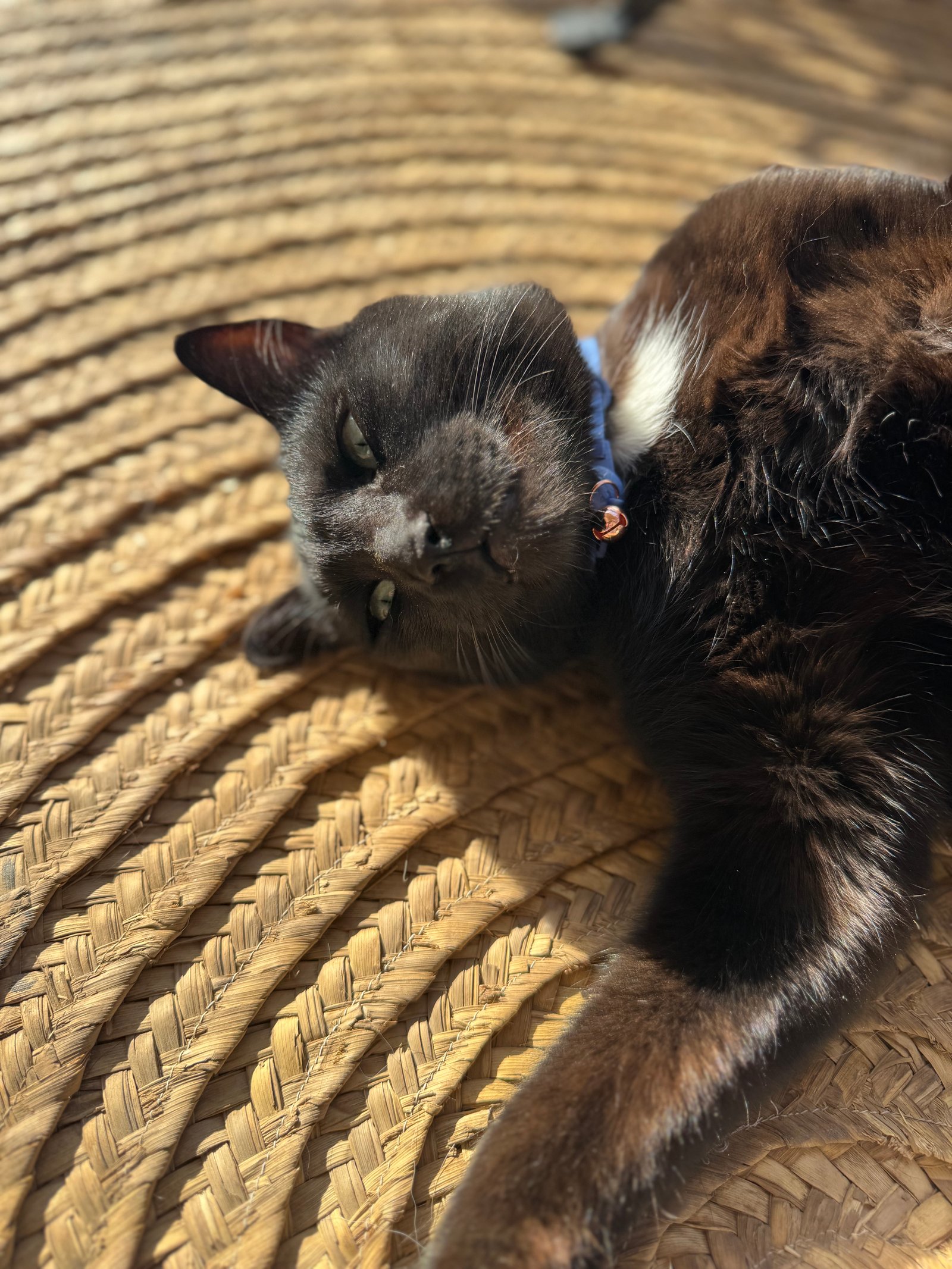 Essential Cat Collar - صورة 6