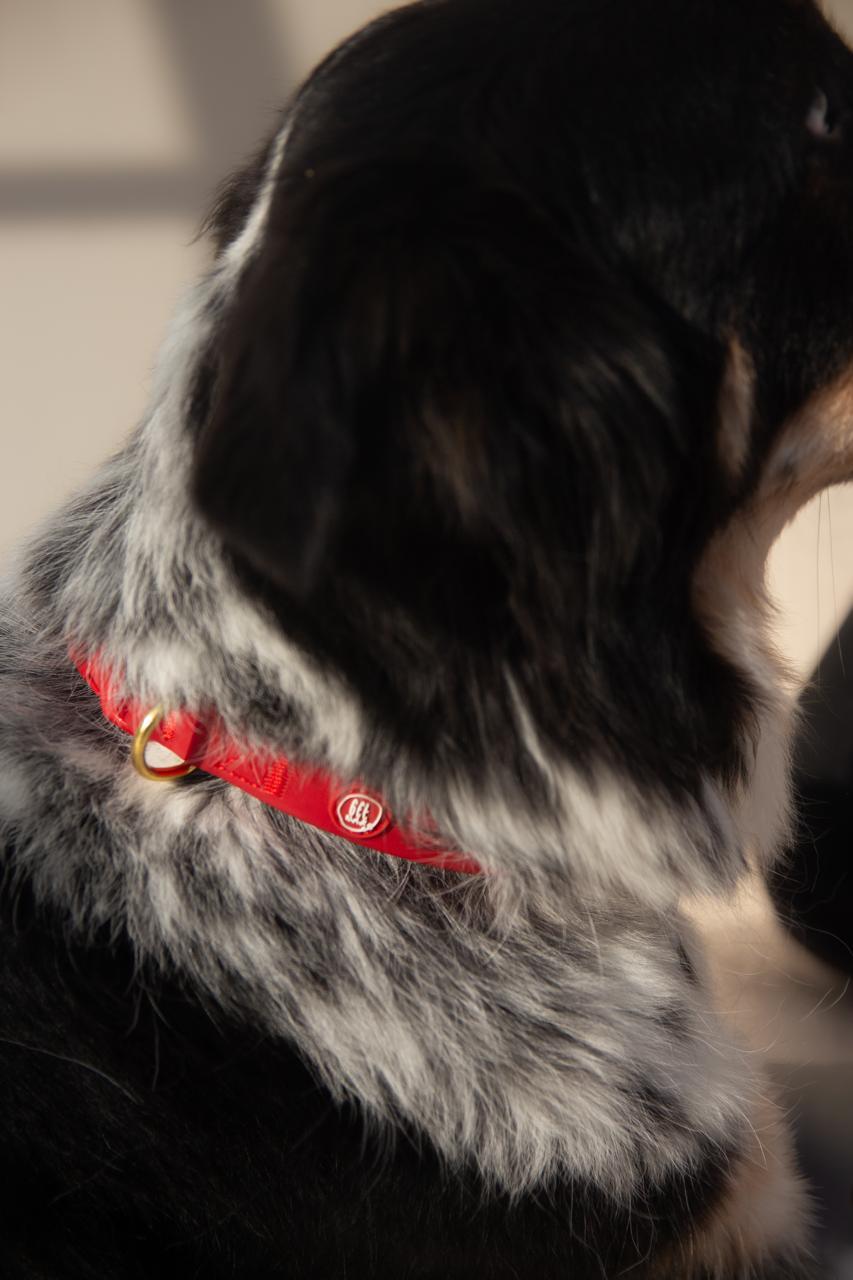 Essential Dog Collar - Image 6