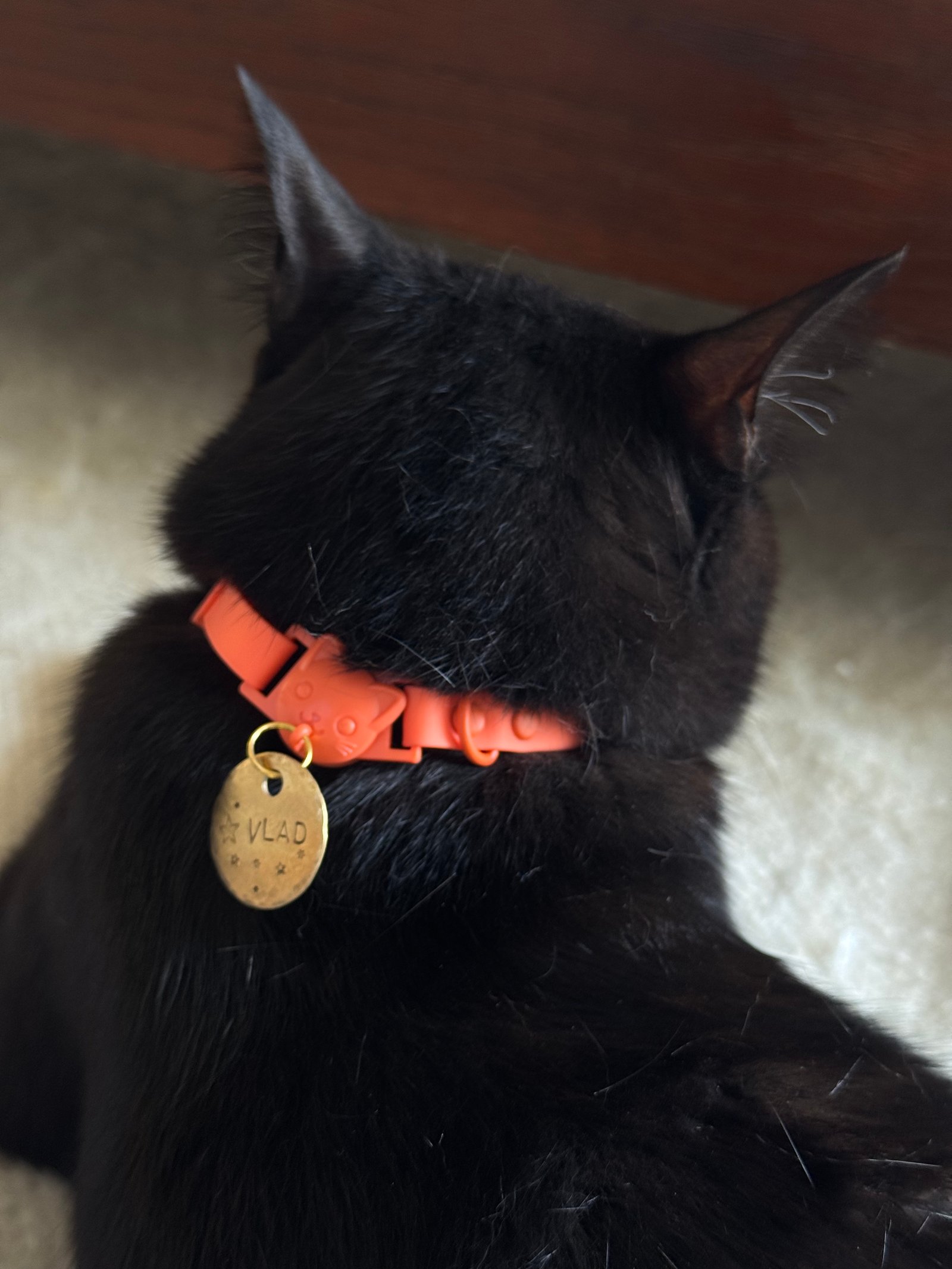 Essential Cat Collar - صورة 5