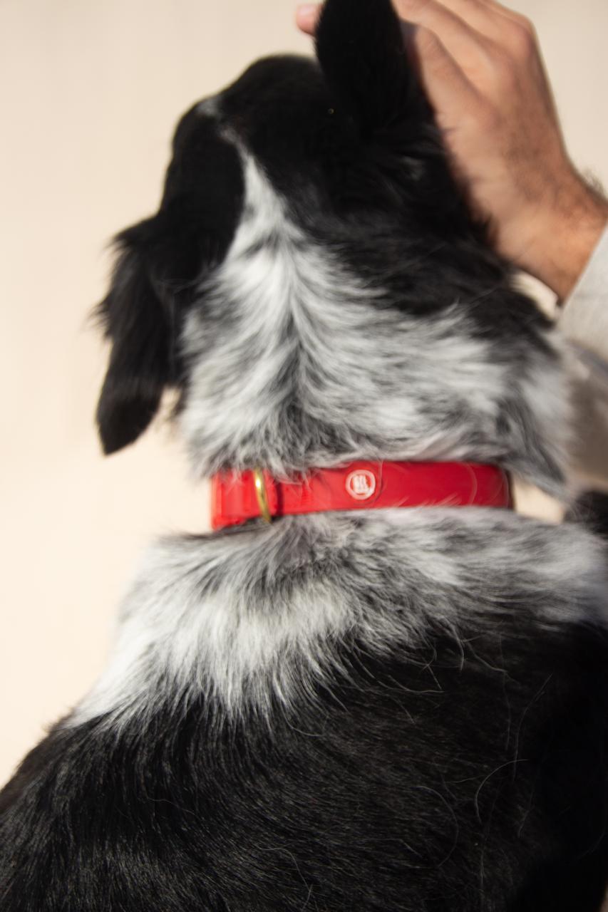 Essential Dog Collar - Image 1