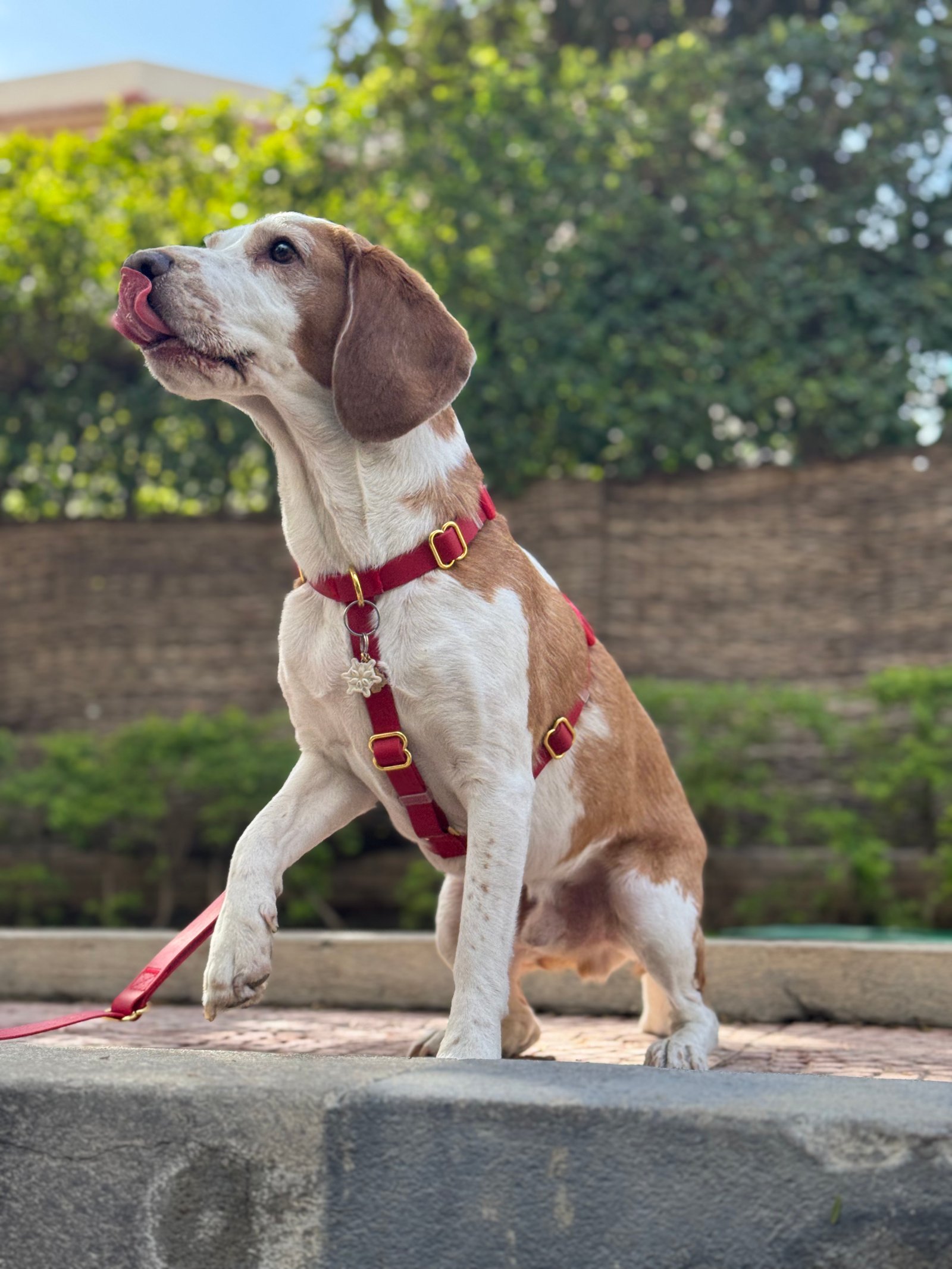 Essential Dog Harness - Image 5