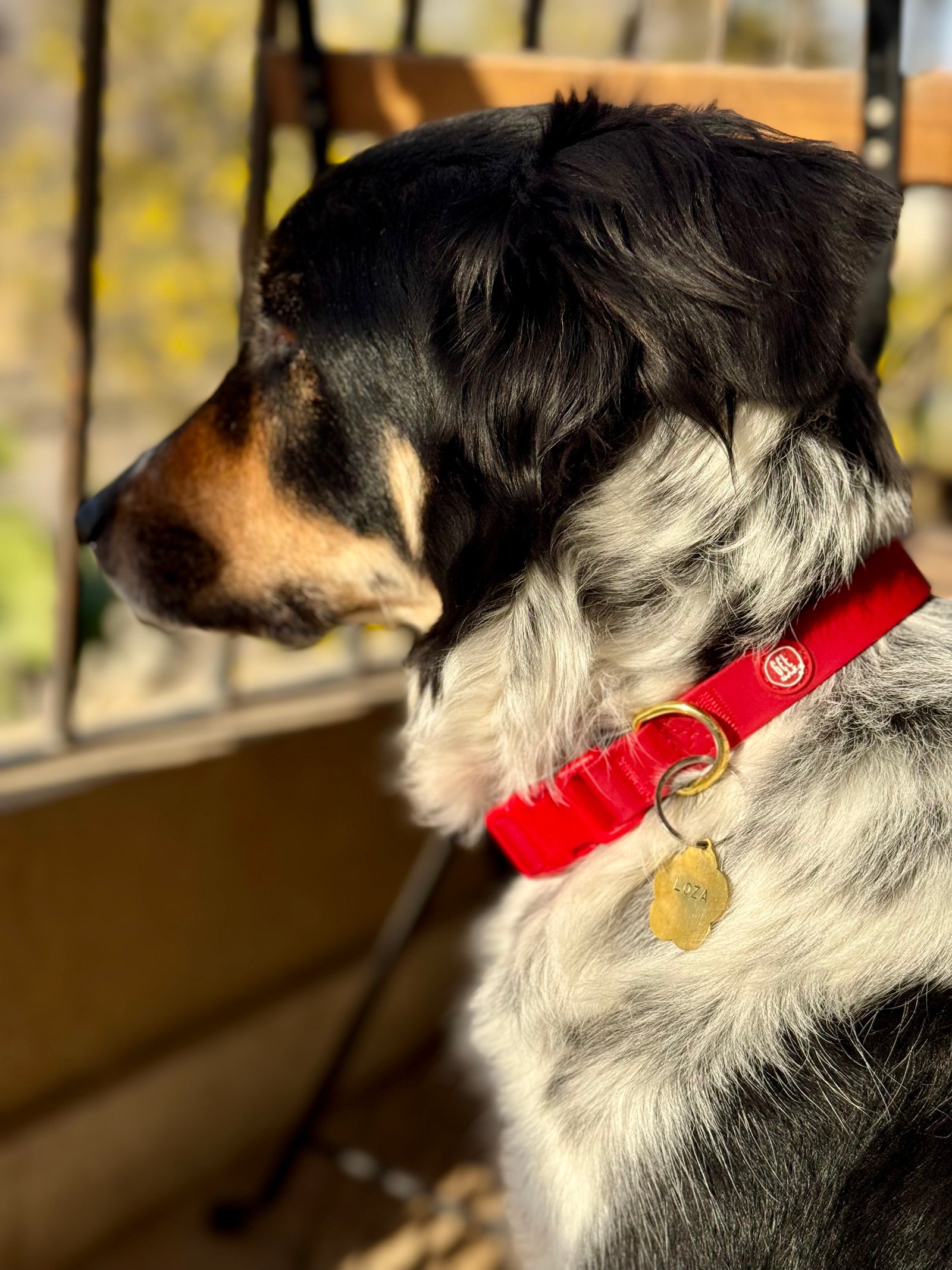 Essential Dog Collar - Image 3