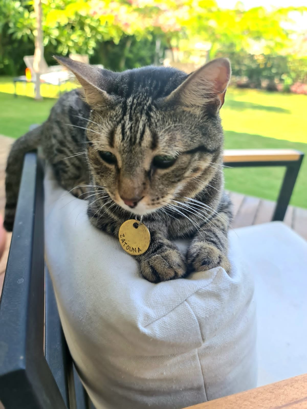 Brass Classic Pet Tag - Image 4