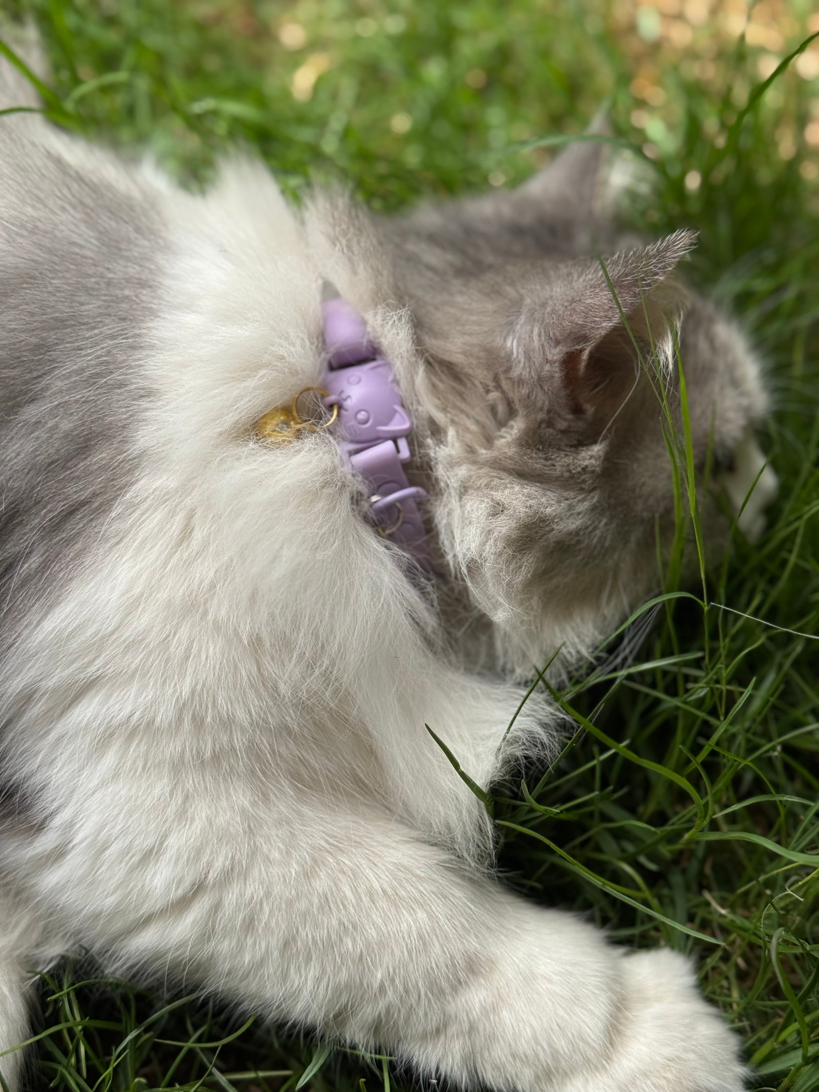 Essential Cat Collar - صورة 4