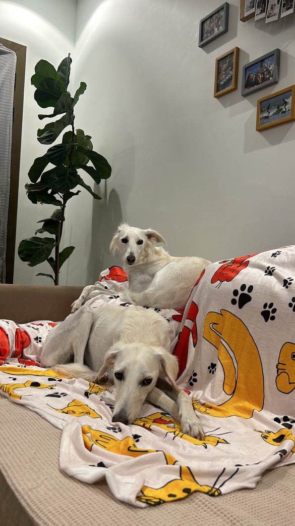 Cozy Blanket  - Image 6