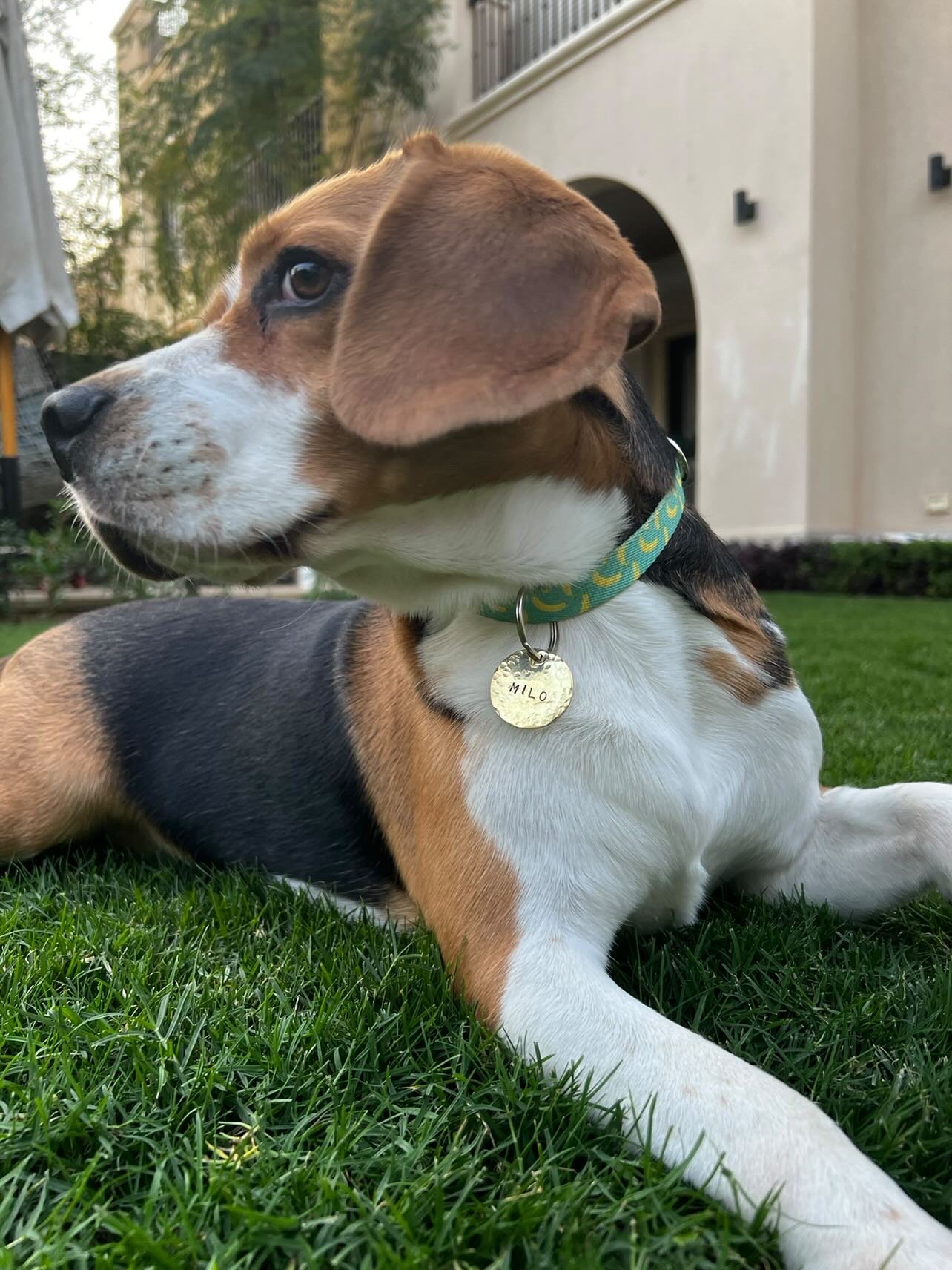 Brass Classic Pet Tag - Image 5