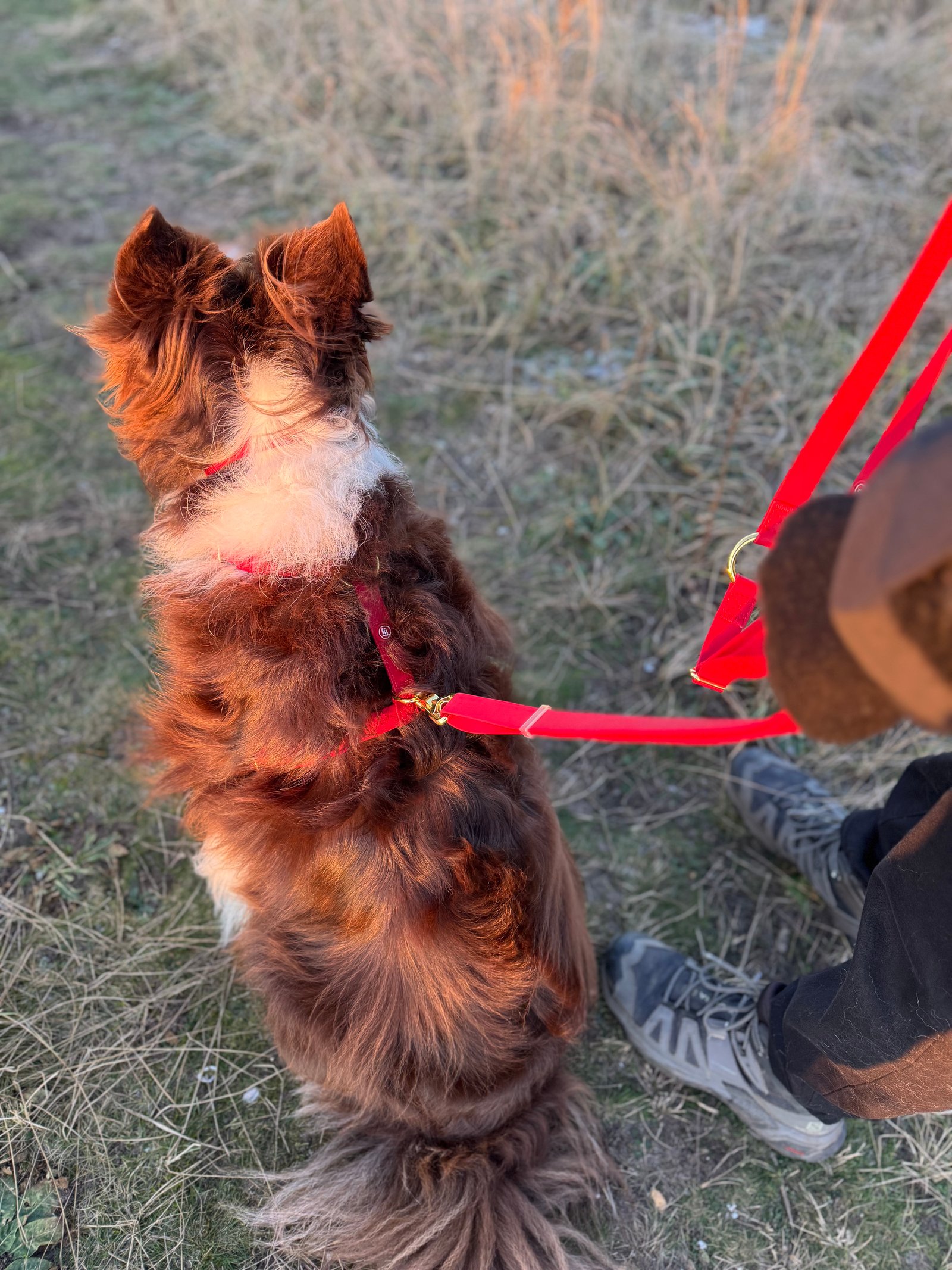 Essential Dog Harness - Image 9