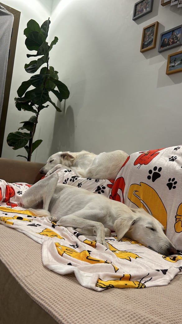 Cozy Blanket  - Image 3