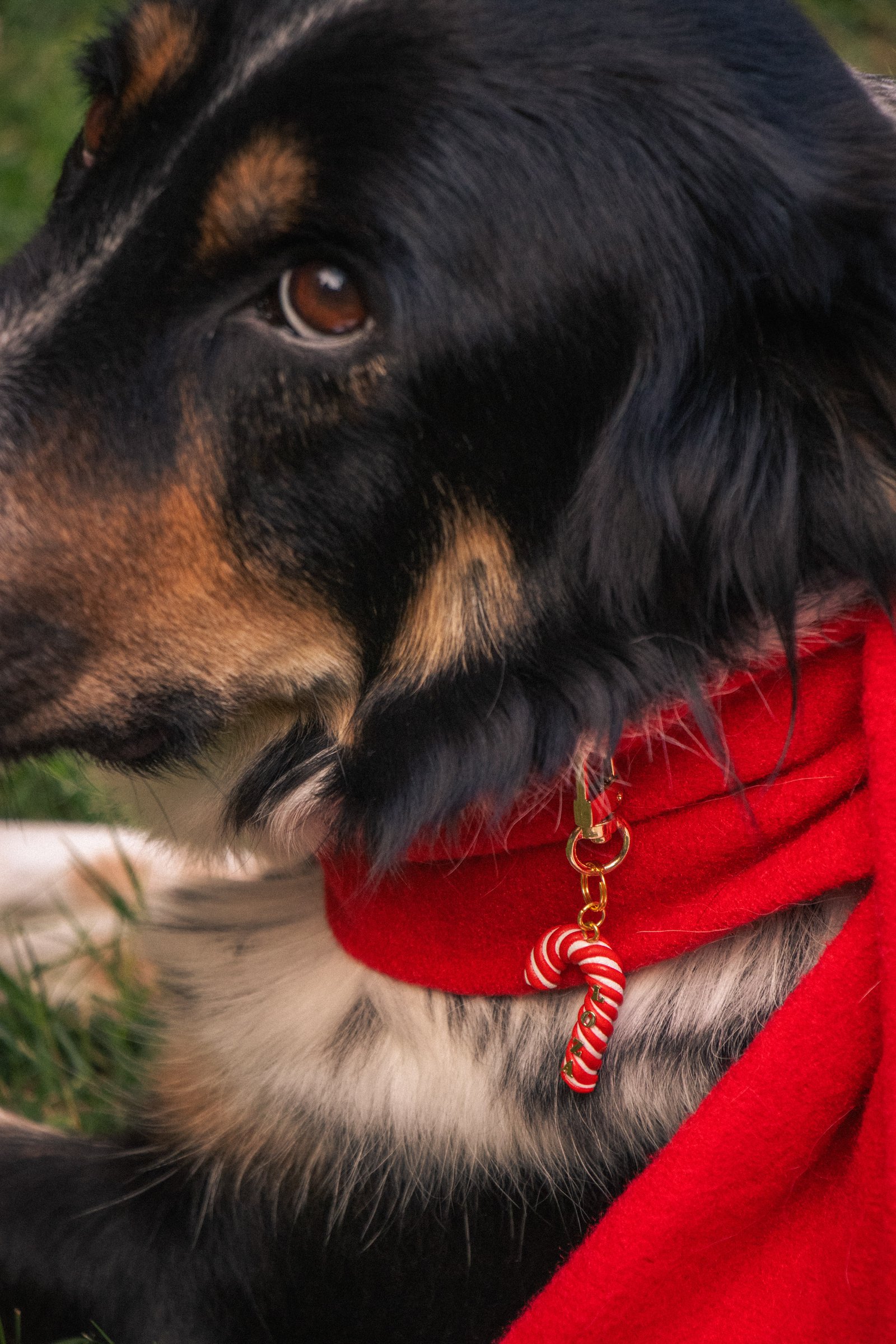 Candy Cane Collar Tag - Image 5