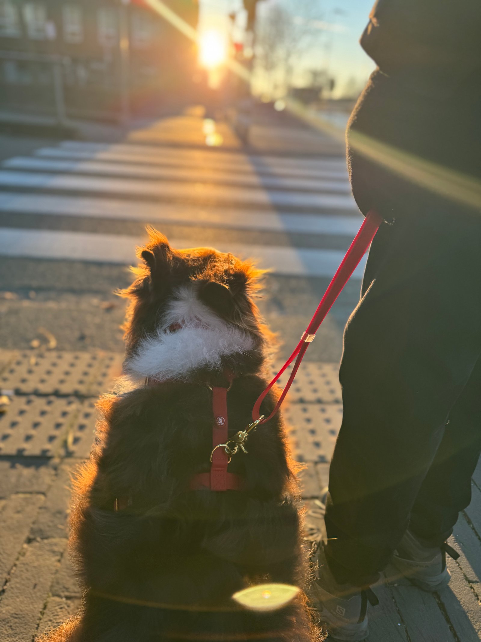 Essential Dog Harness - Image 8