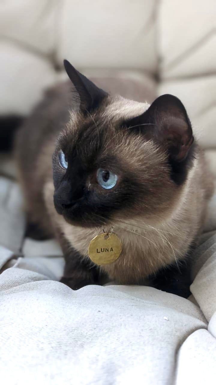 Brass Classic Pet Tag - Image 3