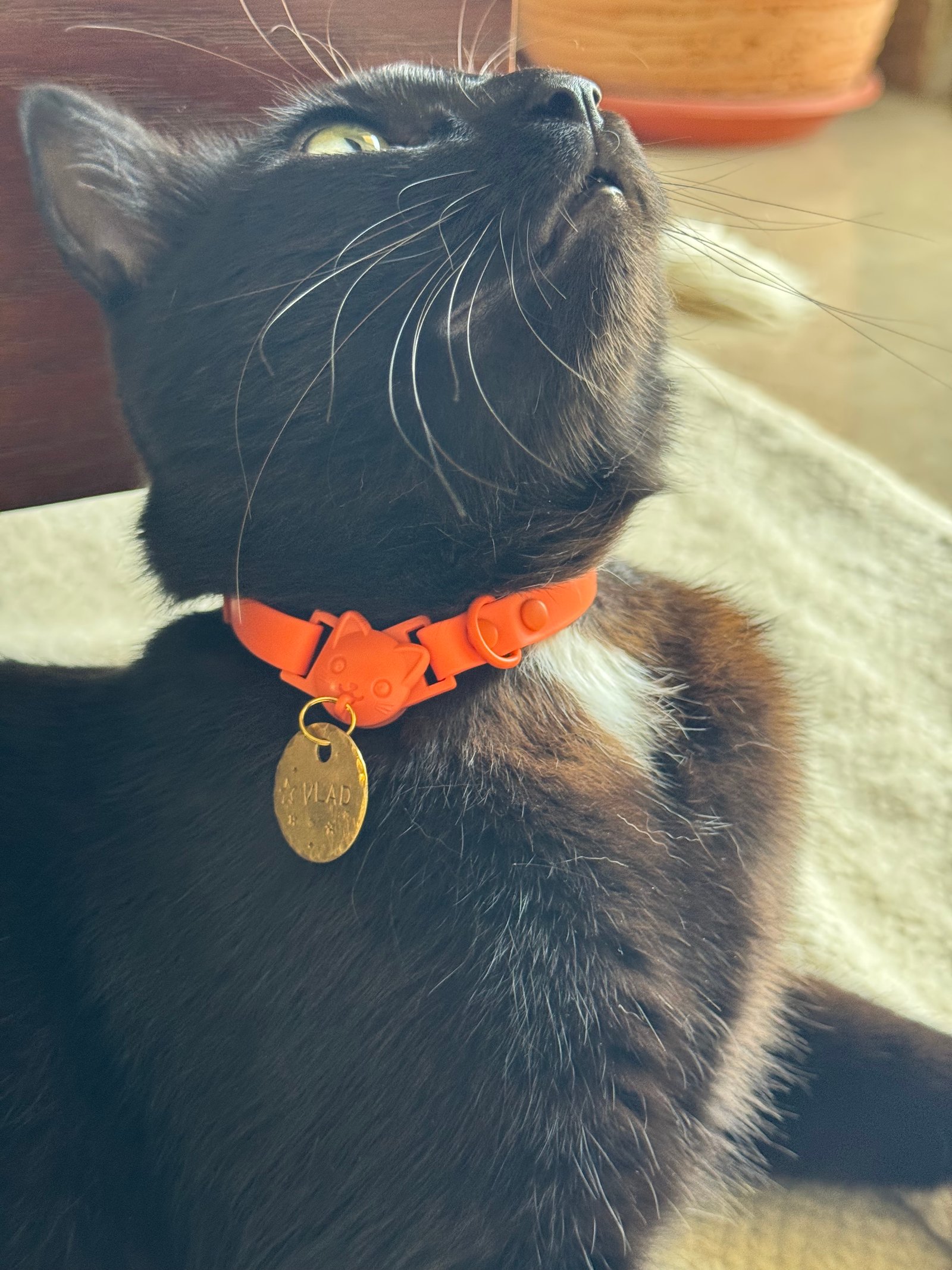 Essential Cat Collar - صورة 3
