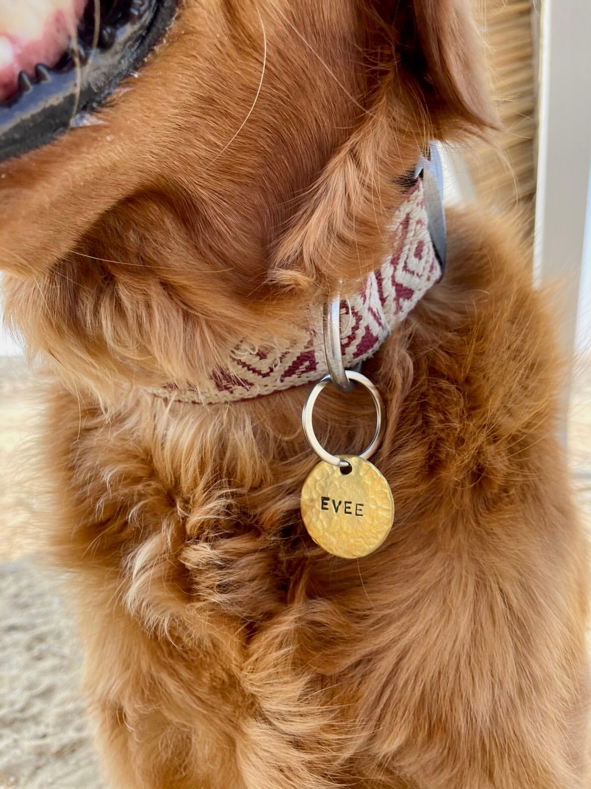 Brass Classic Pet Tag - Image 2
