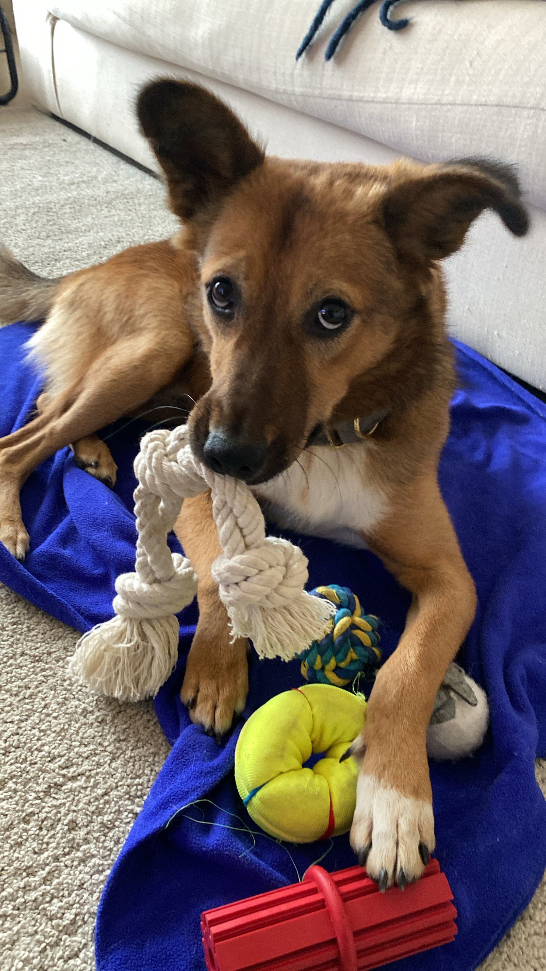 Tug Rope Toy - Image 3