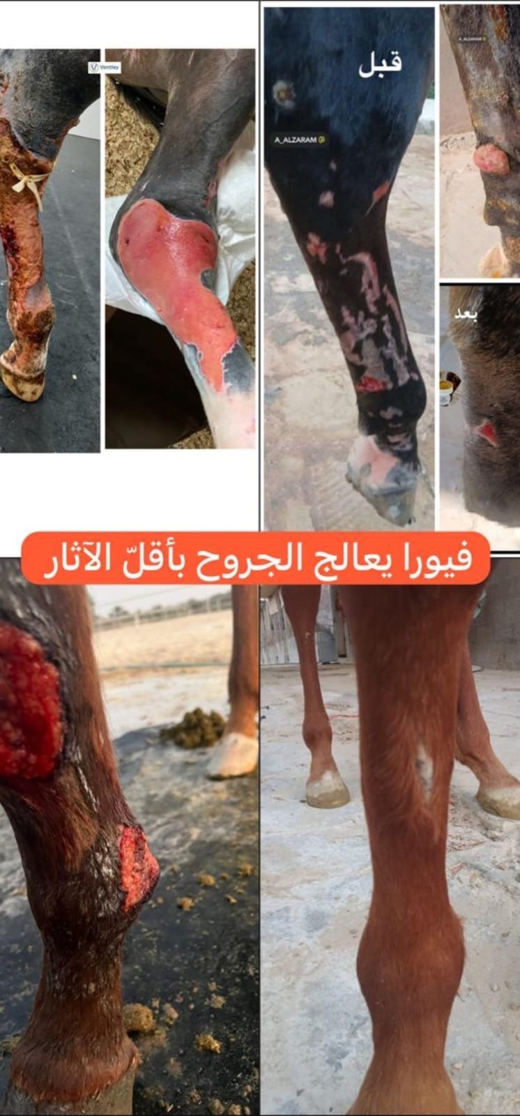 مرهم فيورا لترميم الجروح 200 غرام - صورة 7