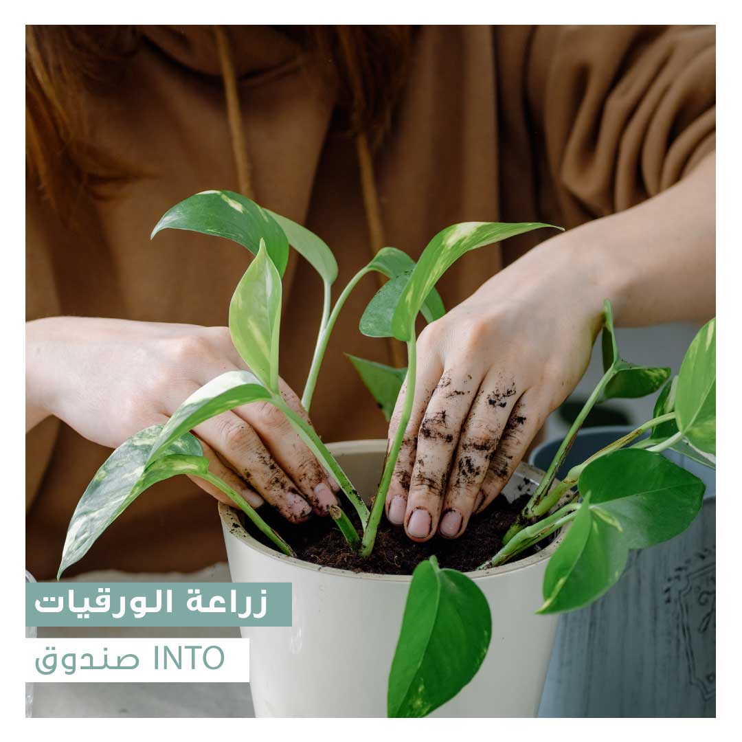 صندوق INTO: زراعة الورقيات - Image 1