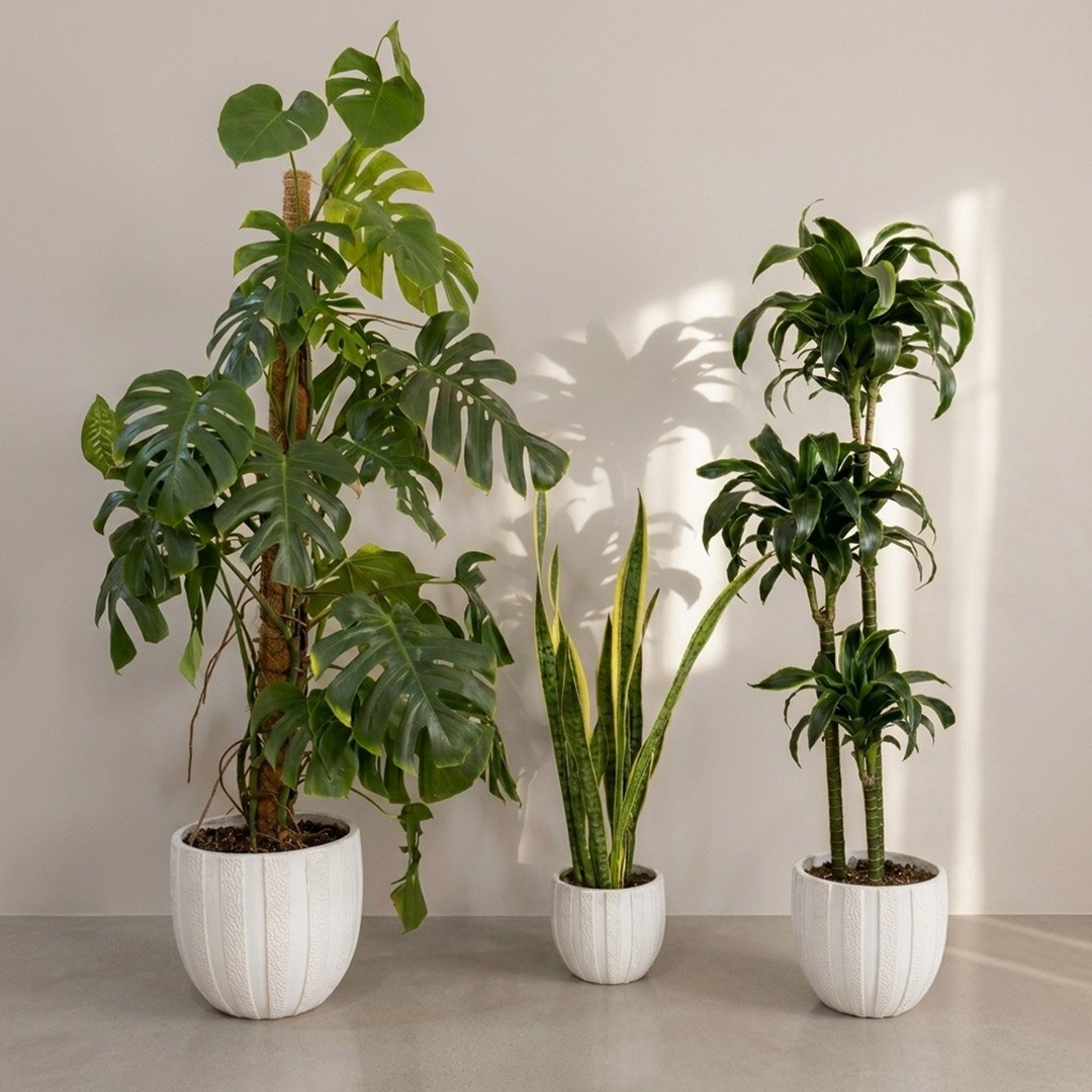 Summer Plants Package - Image 2