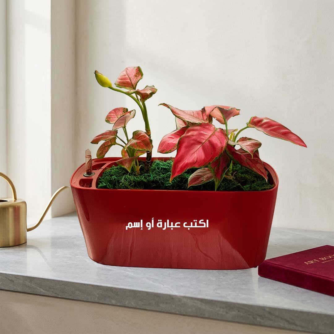 Aglaonema Red Majesty - Image 2