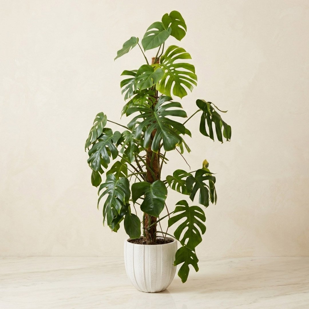 Summer Plants Package - Image 4