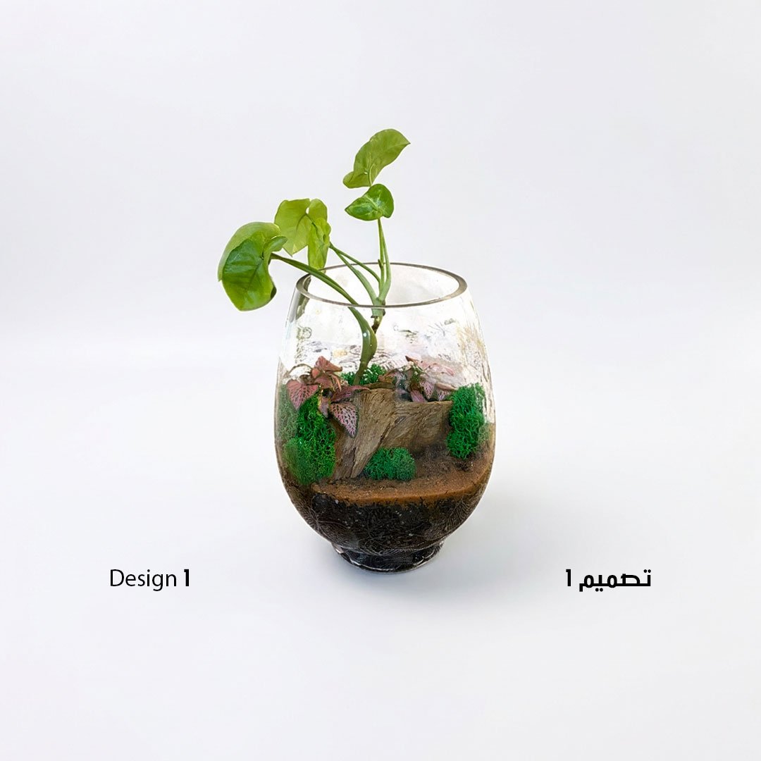 نبتة فيتونيا - صورة 3