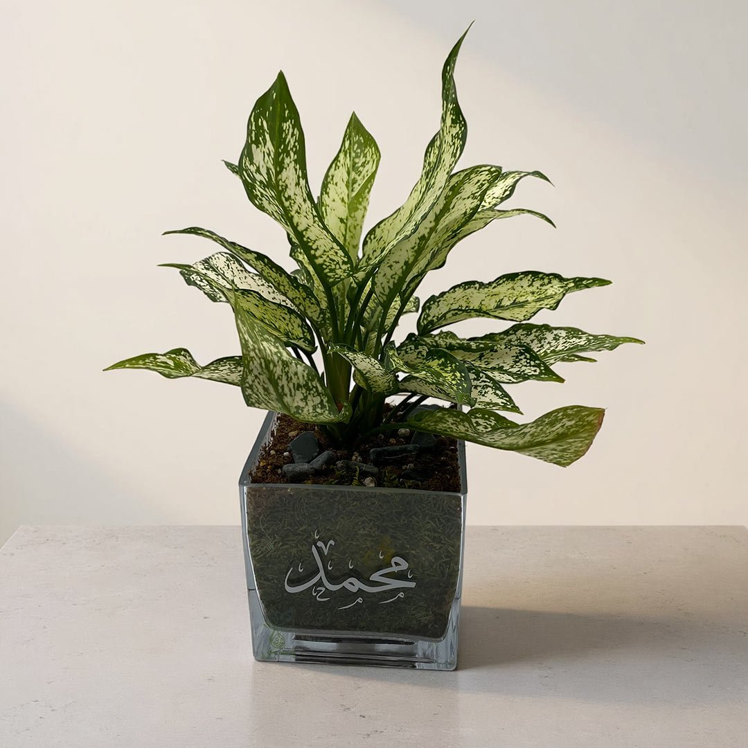 أجلونيما أوساكا - صورة 1
