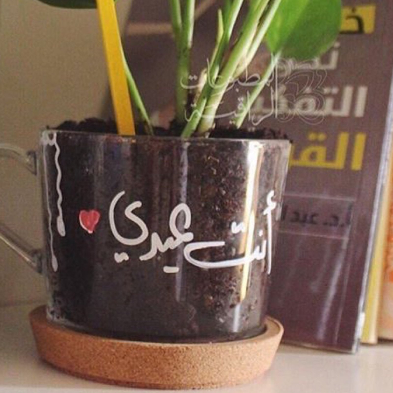 غرسة كل المواسم 🌿 - صورة 3