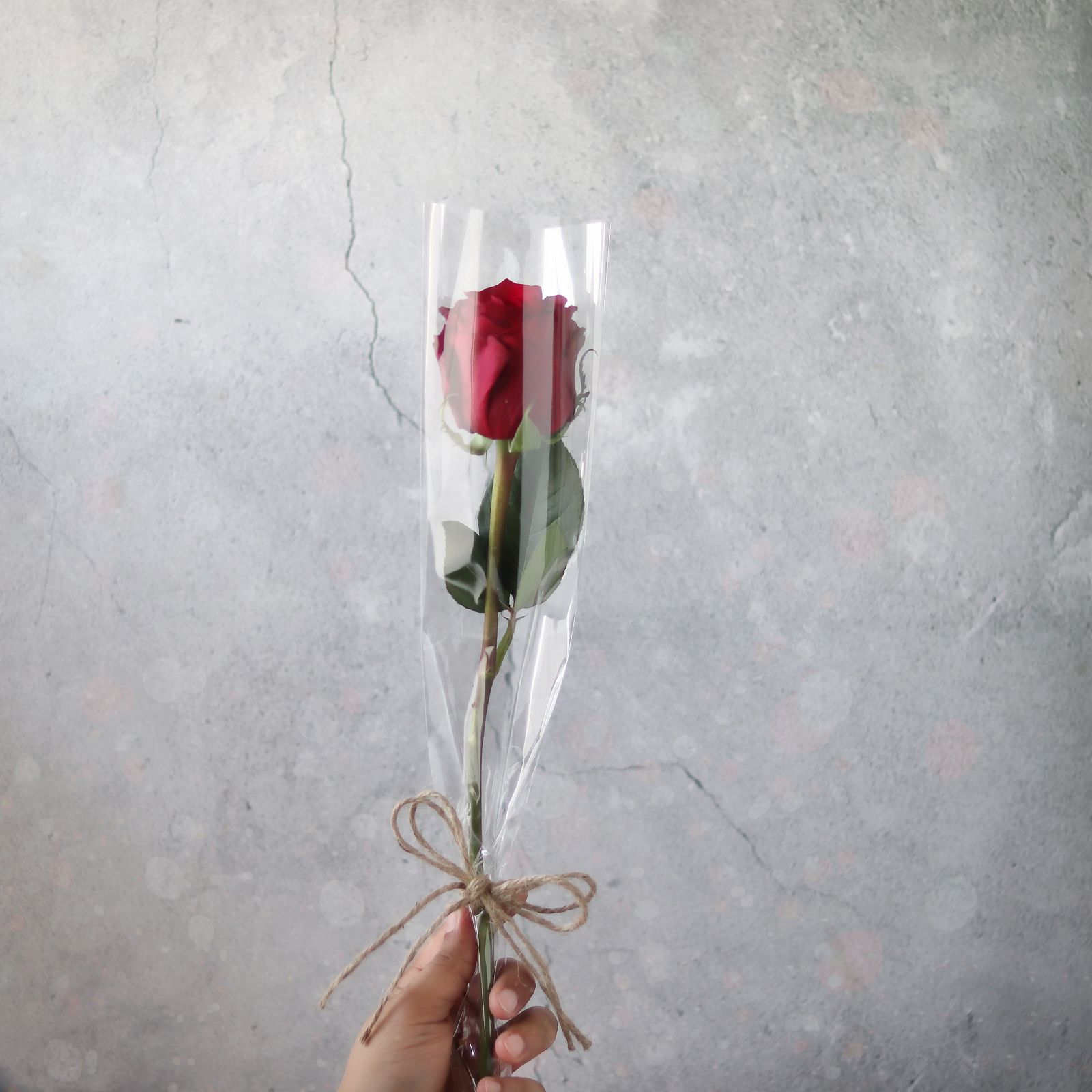Red Rose Covered with Cellophane - Image 1