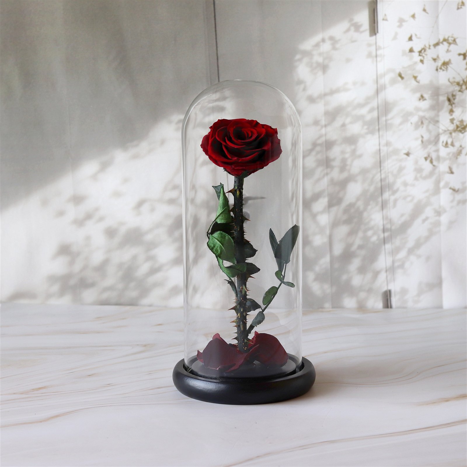 A Burgundy Enclosed Rose in a Glass Dome - Image 1
