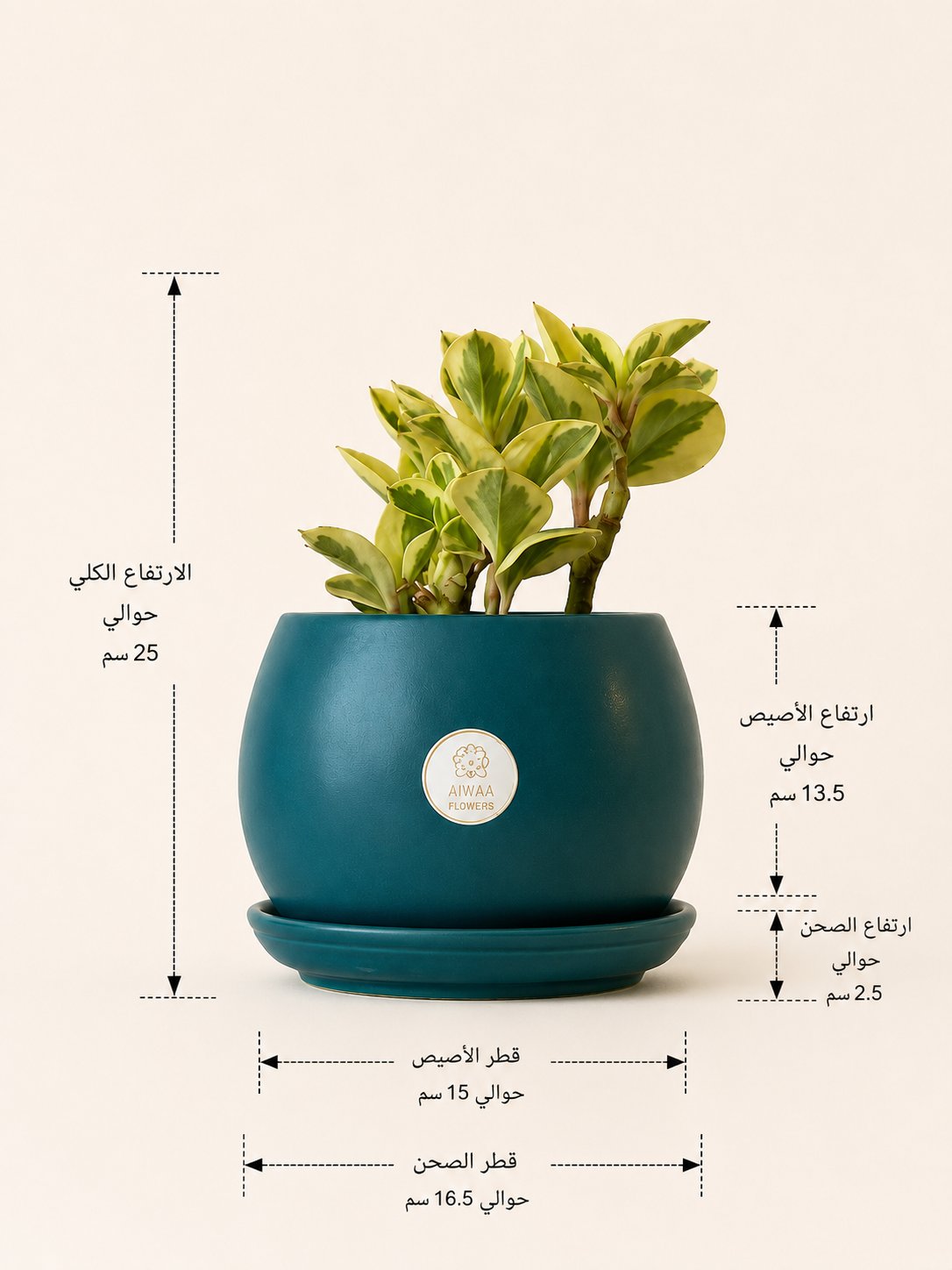نبتة ببروميا جيني - مركن فيروزي - صورة 2