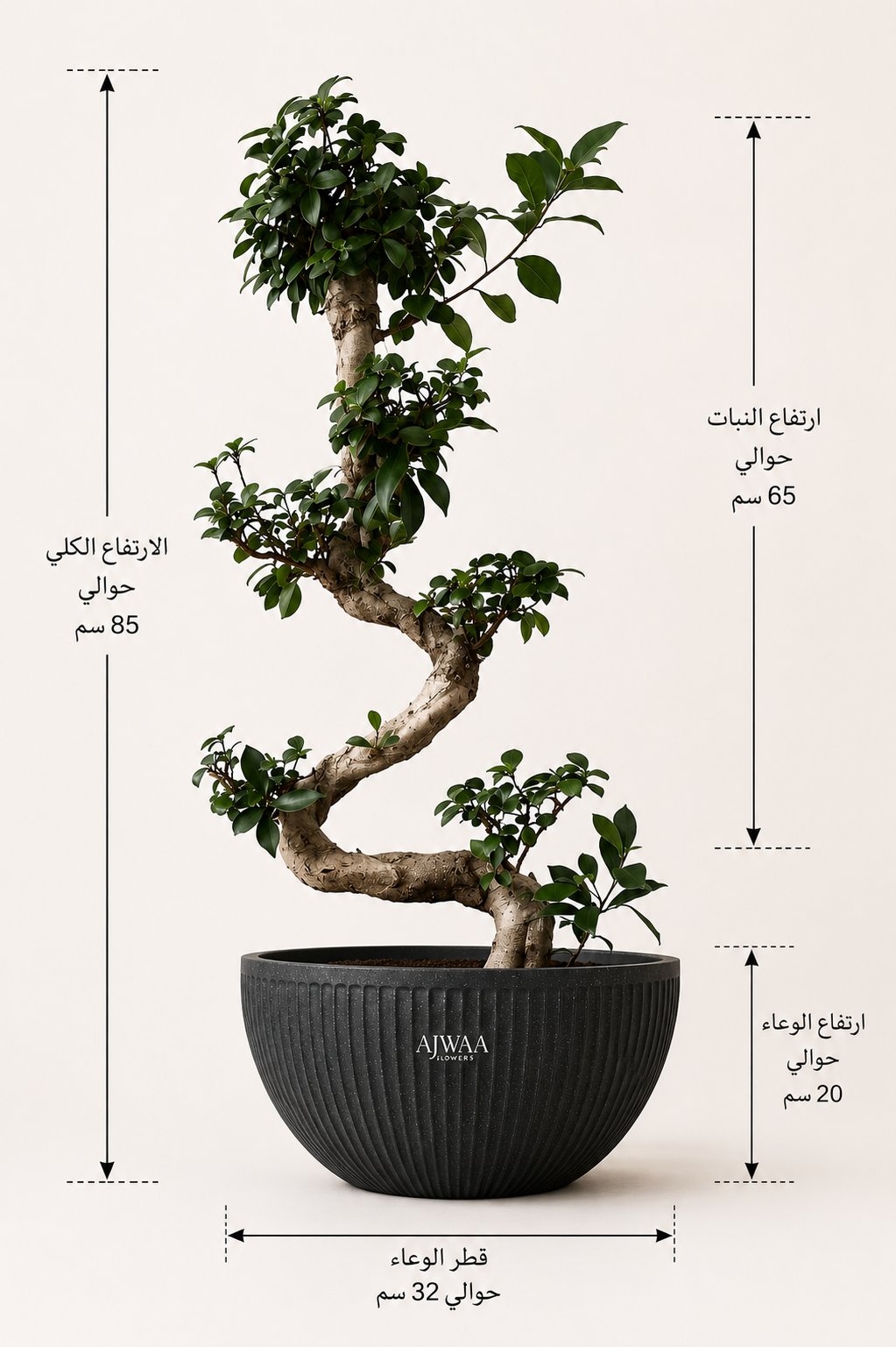 نبتة بونساي - مركن اسود كبير  - صورة 2