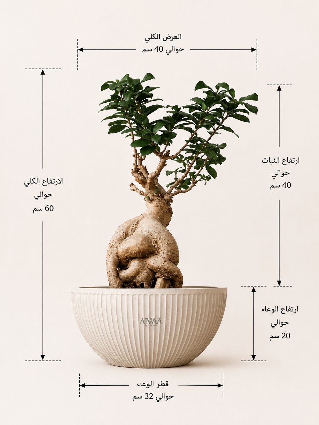 نبتة بونساي - مركن اوف وايت وسط - صورة 2
