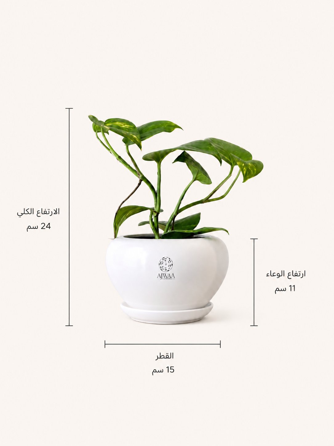 نبتة بوتس - صورة 2