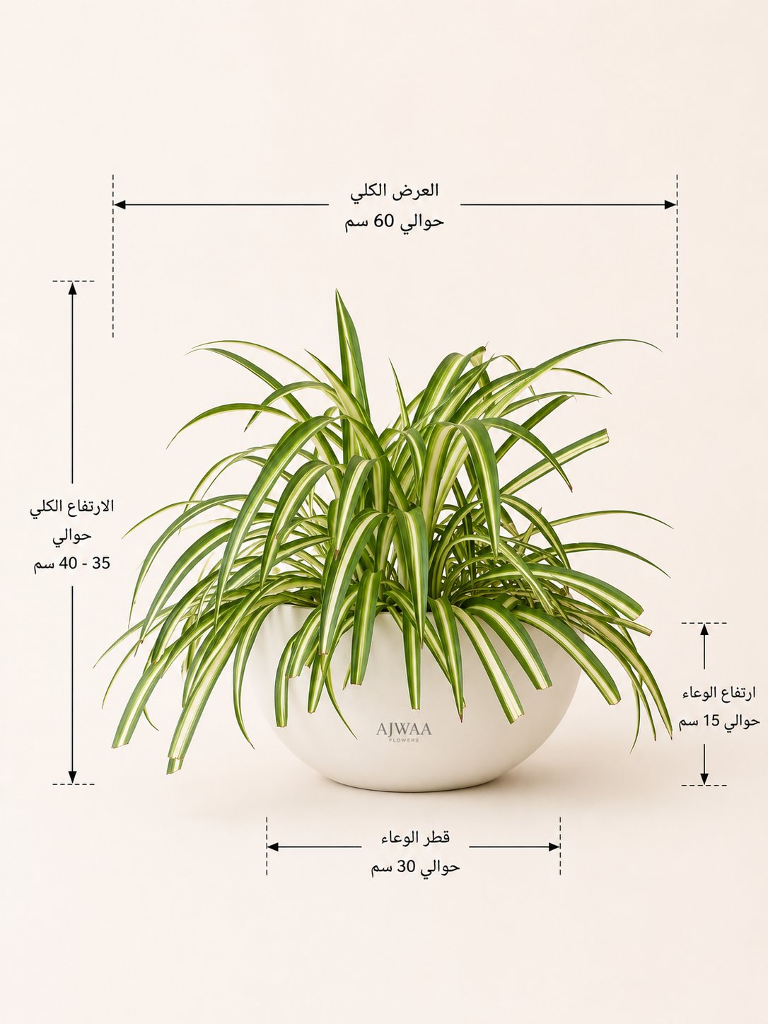 نبتة العنكبوت - صورة 2