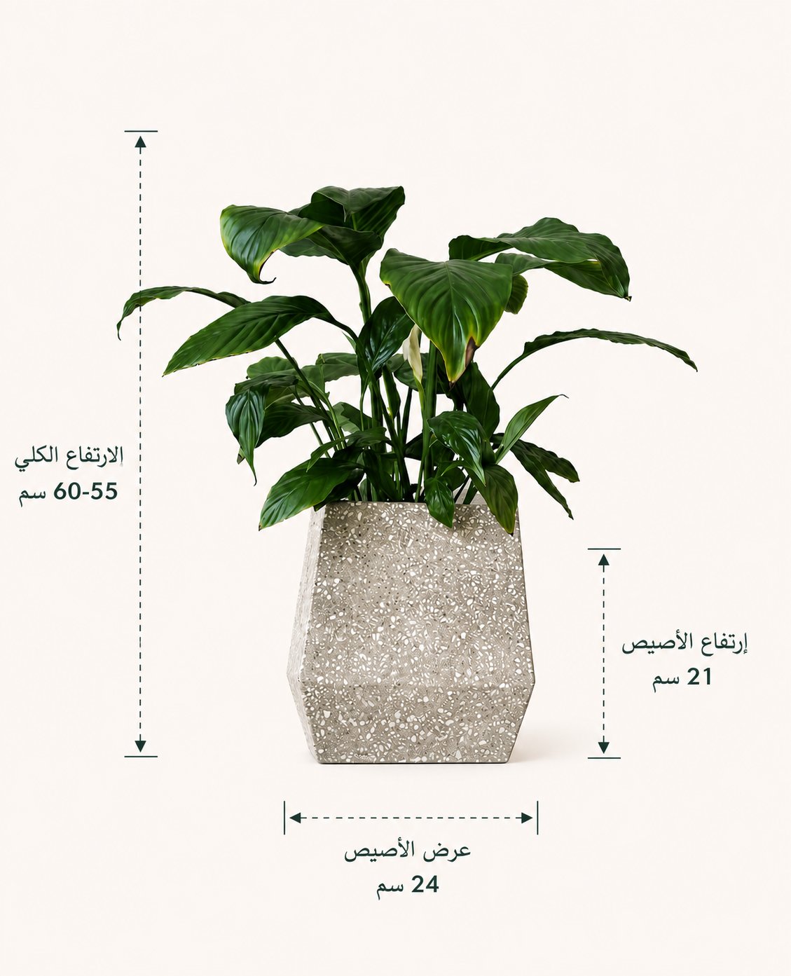 نبتة الاشرعة البيضاء - صورة 2