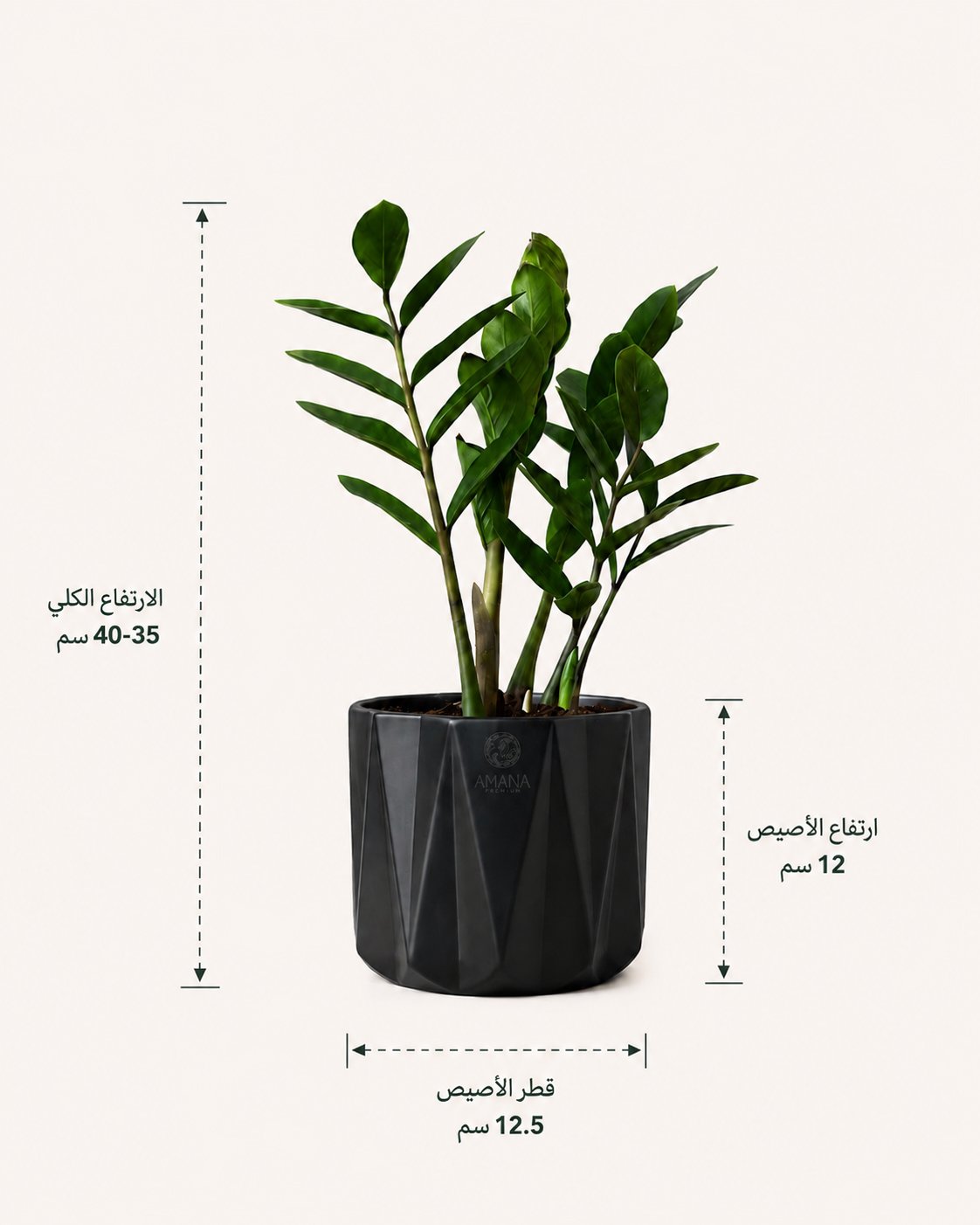 نبتة زاميا - مركن اسود صغير - صورة 2
