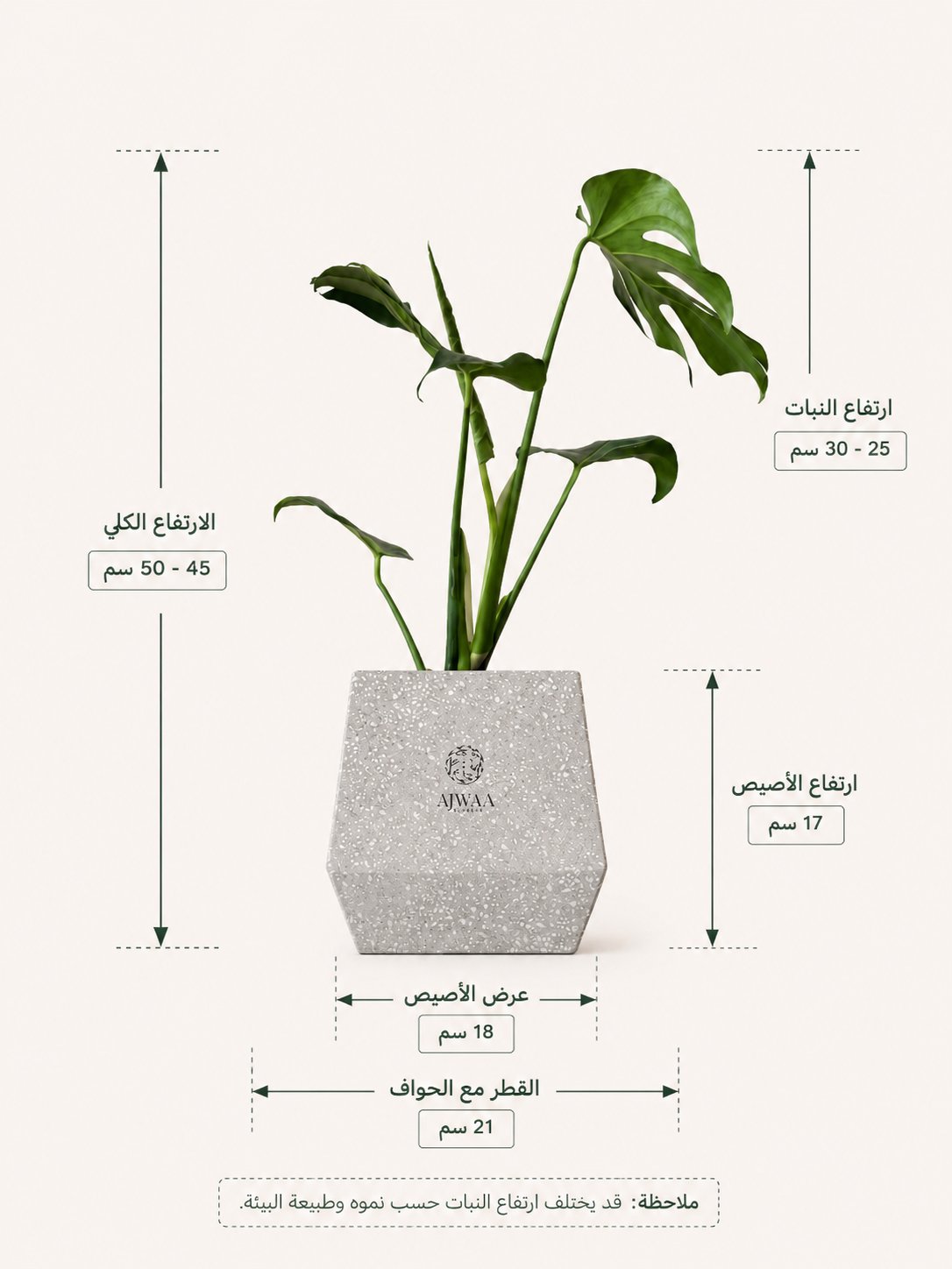 نبتة مونستيرا - مركن رمادي - صورة 2