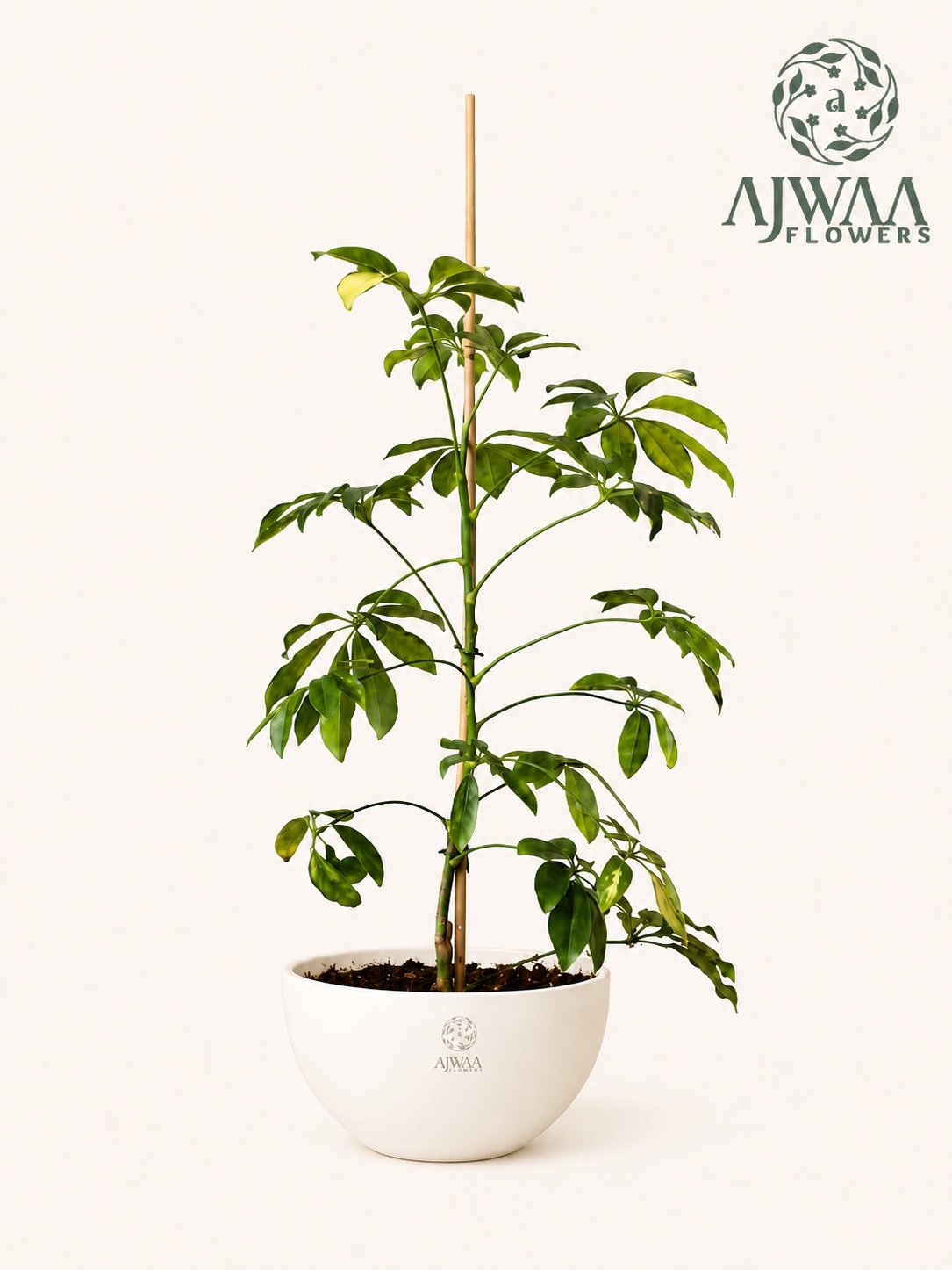 نبتة باشيرا - صورة 1