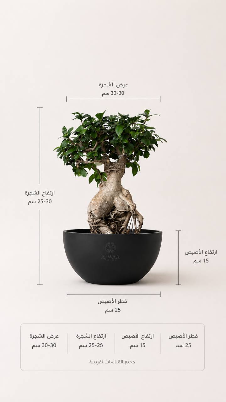 نبتة بونساي - مركن اسود  - صورة 2